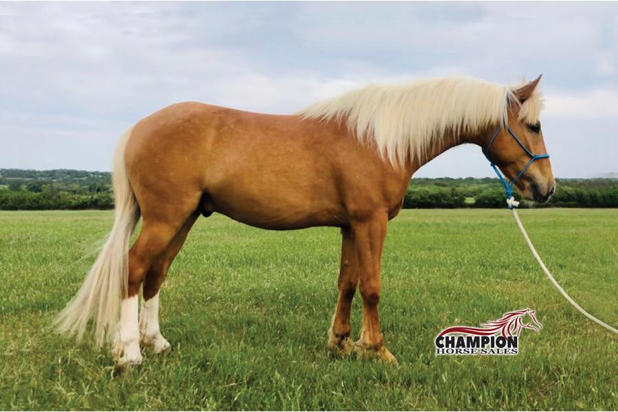 LOT 12 - YELLOWSTONE COWBOY