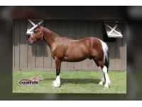 LOT 19 - STITCH