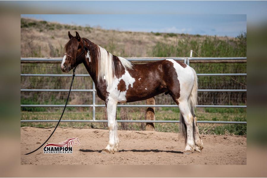 LOT 21 - POPEYE