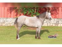 LOT 14 - ADELAIDE