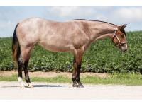 LOT  05 - VS Fancy Like