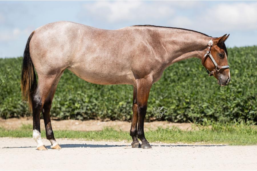 LOT  05 - VS Fancy Like