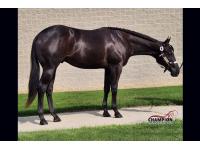 LOT  06 - Hesa Lopin Willy