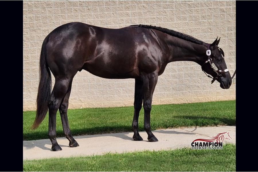 LOT  06 - Hesa Lopin Willy