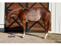 LOT  10 - Made By Code Blue