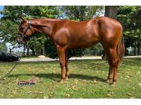 LOT  14 -  Tito Martini