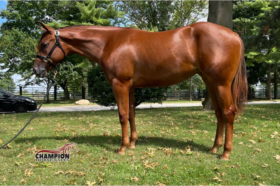 LOT  14 -  Tito Martini