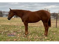 LOT  16 -  Haygirlhey