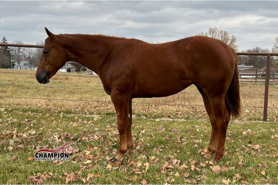 LOT  16 -  Haygirlhey