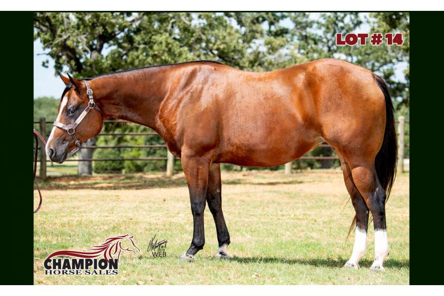 LOT 14 - MY PERFECT BLAZE