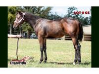 LOT 03 - BH SUPERMAN