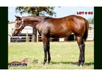 LOT 05 - SPECIAL KIND OF BLUE