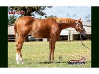 LOT 06 - WERE TALKIN BLAZED