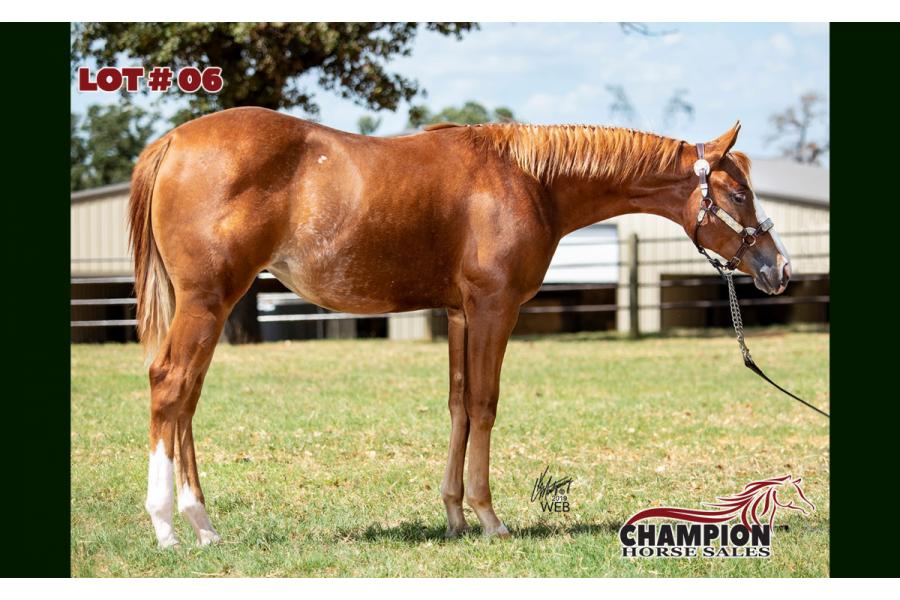 LOT 06 - WERE TALKIN BLAZED