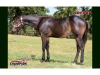 LOT 07 - WERE TALKIN EXTREME
