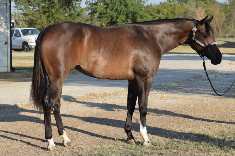 LOT  108 - STARTING RUMORS