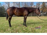 LOT  11 - Caught Stealin