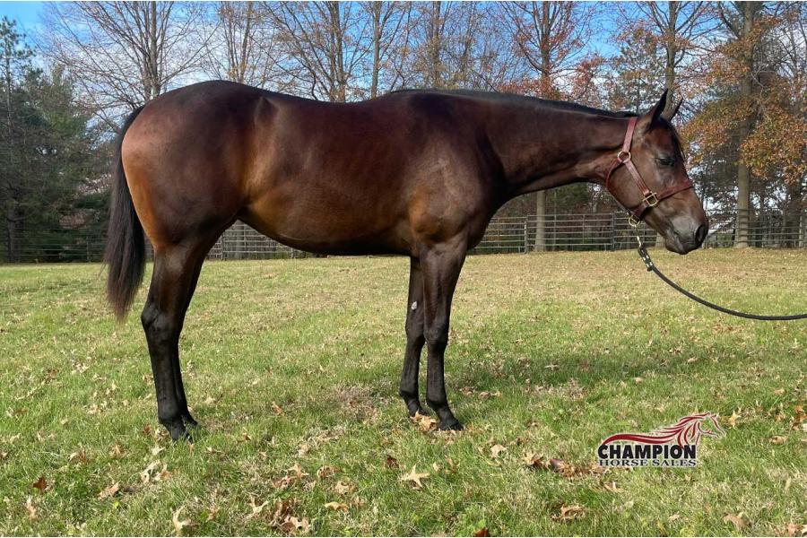 LOT  11 - Caught Stealin