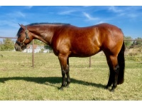 LOT  205 - GOOD TEQUILA SHEILA