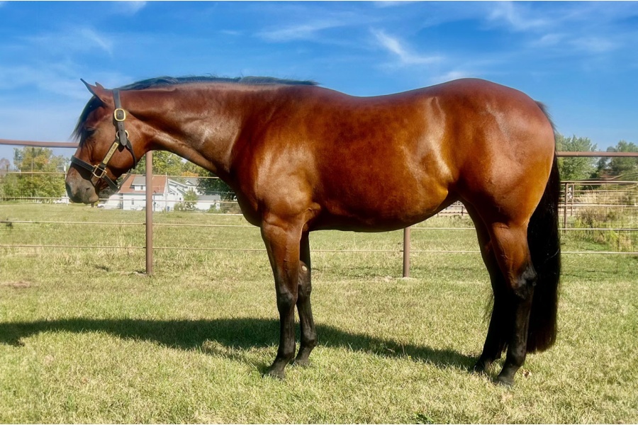 LOT  205 - GOOD TEQUILA SHEILA