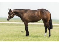 LOT  100 - SST BISCUIT AT NITE