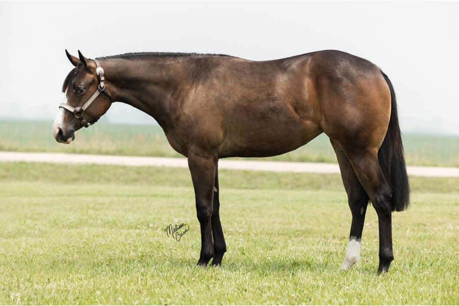 LOT  100 - SST BISCUIT AT NITE