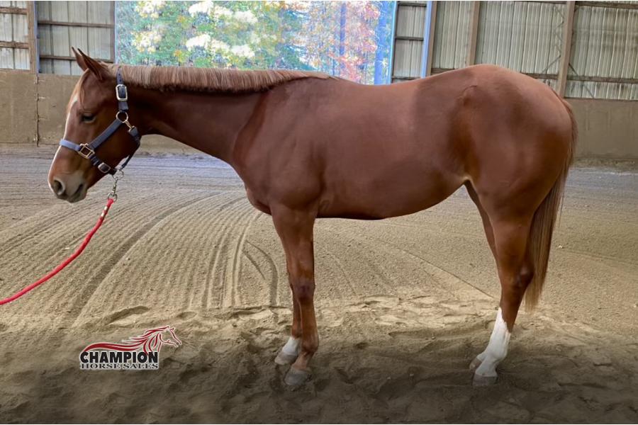 LOT  13 - RADICAL HOT VERSION