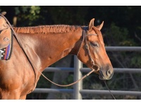 LOT 302 -  SHESA LILREDCORVETTE