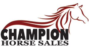 Champion Horse Sales